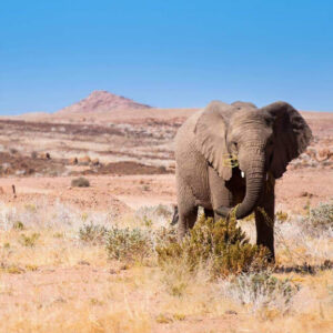 Namibia Elephant