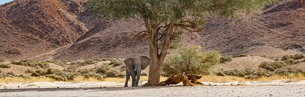 An Elephant standing underneath a tree in the sandy terrain